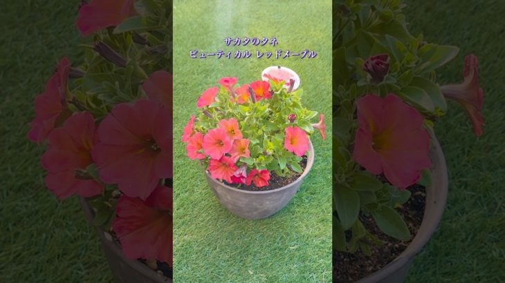 サカタのタネ ビューティカル レッドメープル #サカタのタネ #ペチュニア #赤い花