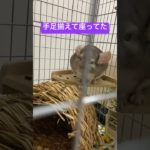 座ってるだけで可愛い #エキゾチックアニマル #チンチラのひなたくん #ペットの日常 #チンチラ　#かわいい #癒し