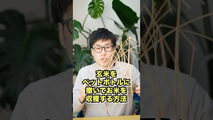 玄米をペットボトルに撒いてお米を収穫する方法 #家庭菜園 #再生栽培 #リボベジ