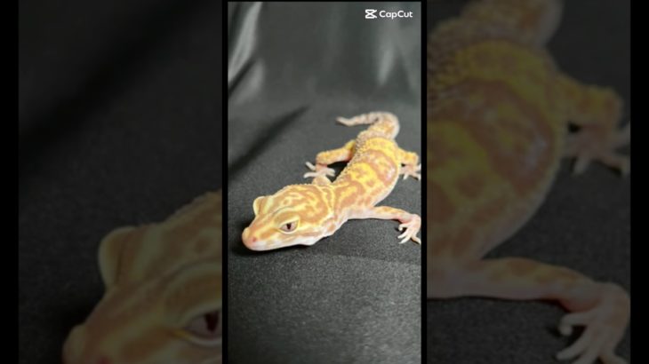 去年 産まれたレオパの成長記録✍ #爬虫類 #レオパ #ペット