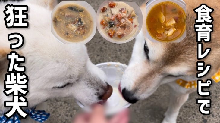 ペット食育士レシピでいとも簡単に柴犬を狂わせちゃいました笑