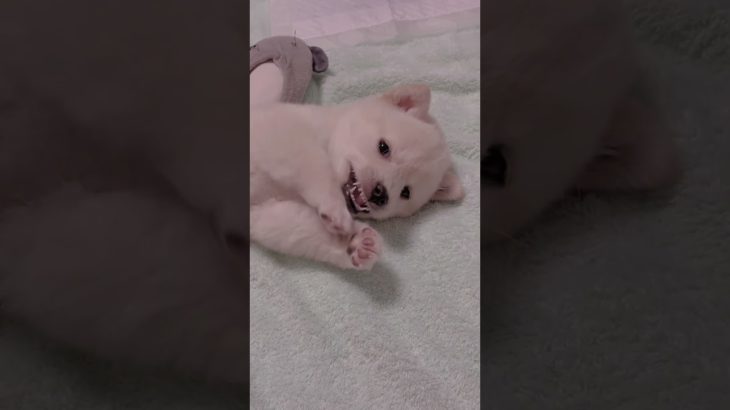 #柴犬 #白柴 #豆柴 #大好きな家族  #ペット #愛犬 #可愛い子犬