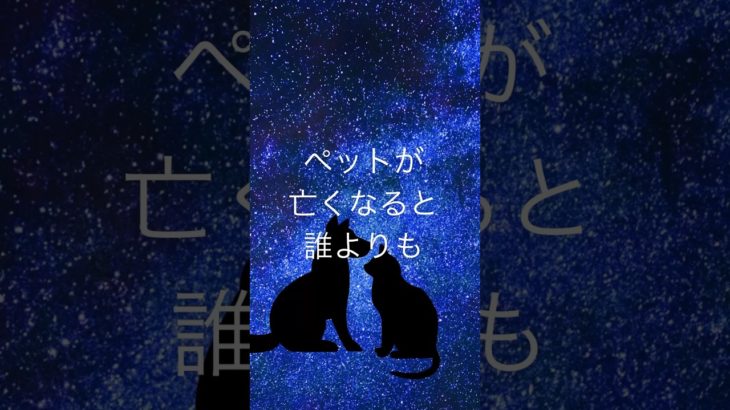 【ペットが亡くなったことが、誰が亡くなった時より悲しいという方へ】 #ペットロス #ペット