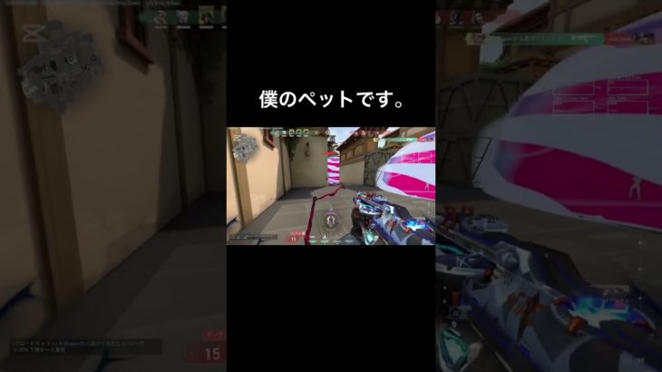 ペットと戯れるゴールドの日常　#valorant #valorantclips #valorantgameplay #ヴァロラント #ペット  #valorantshorts #shorts