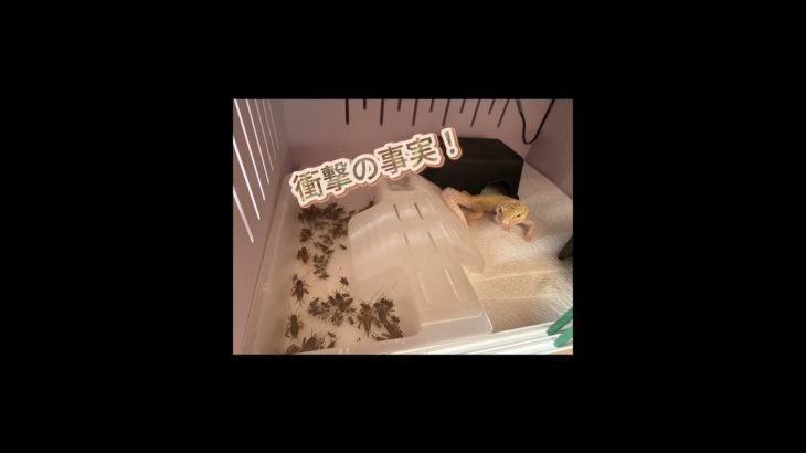 女の子だって爬虫類大好き？#留学 #vlog #ペット