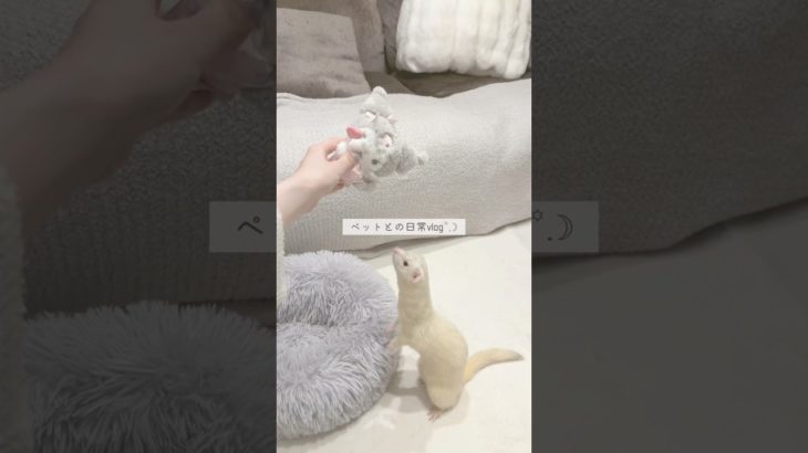 フェレットのもちこ様に直々にアフレコしていただきました🐿️ #フェレット #ペット #一人暮らし #vlog #ペットのいる暮らし #ferret