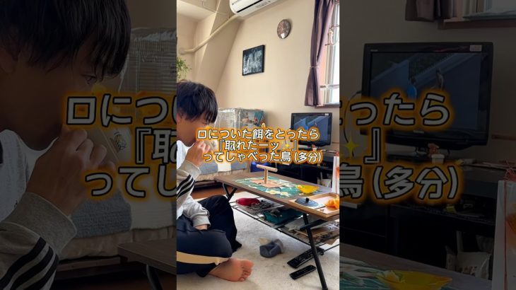 多分「トレター！」って喋った鳥w #インコ #鳥 #birds #ペット #善ちゃん #コガネメキシコインコ #暮らし #vlog #動物