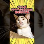 ペットがドクターから言われた衝撃的な言葉www #猫 #犬 #猫動画 #ペット #可愛い #かわいい #癒し #ペット #動物 #2ch #shorts