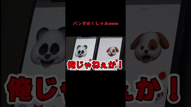 パンダのくしゃみwww #fischers #fischer #フィッシャーズ #フィッシャーズ切り抜き