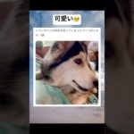 買ってあげたいwww #shorts #おもしろ #犬 #ペット #トランポリン