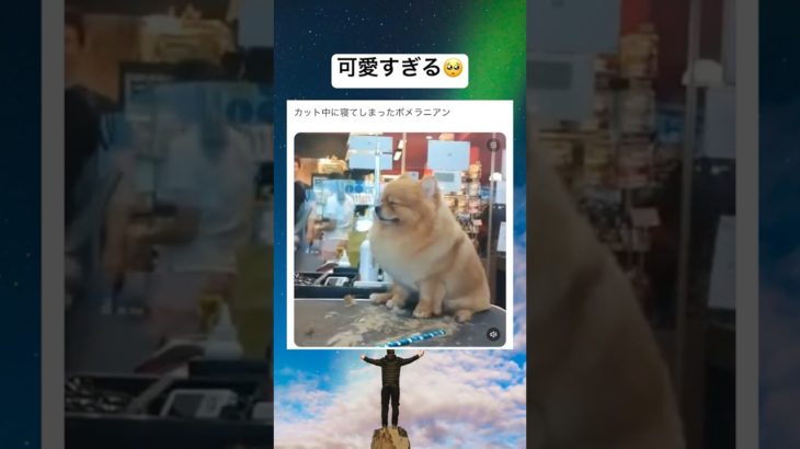 尊すぎるwww #shorts #おもしろ #犬 #ペット #美容室