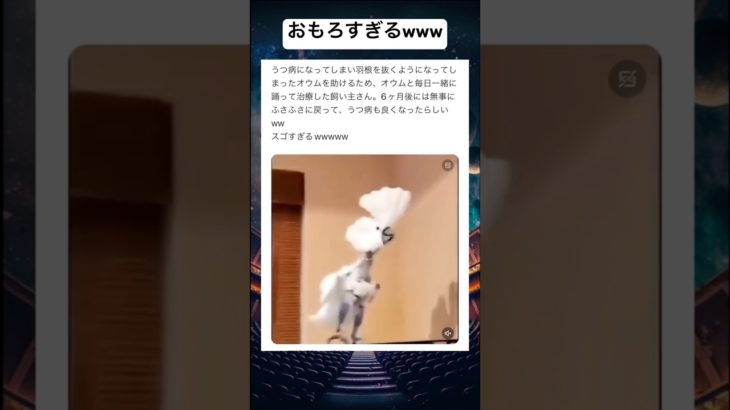 頭取れるてwww #shorts #おもしろ #鳥 #ペット #ダンス