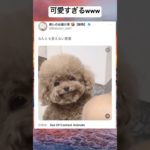 どういう顔なのwww #shorts #おもしろ #犬 #ペット #可愛い