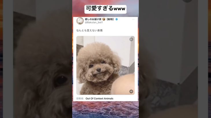 どういう顔なのwww #shorts #おもしろ #犬 #ペット #可愛い