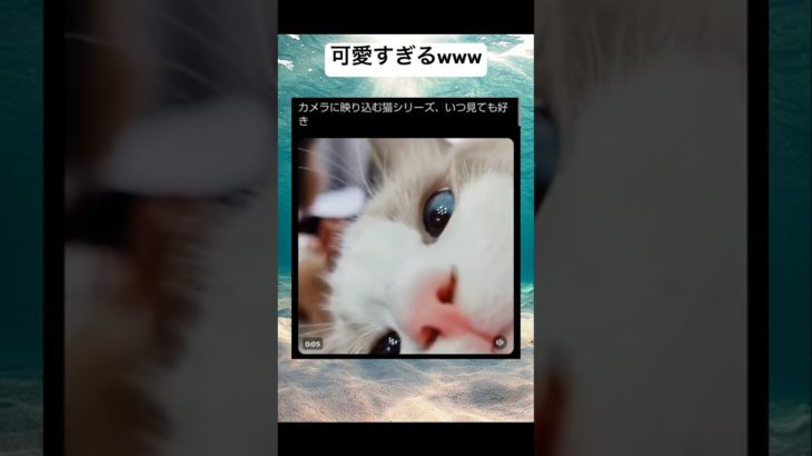 めっちゃ美形www #shorts #おもしろ #猫 #ペット #ピアノ