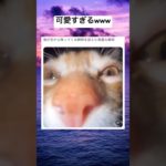 ダイナミックだなwww #shorts #おもしろ #猫 #ペット #キス
