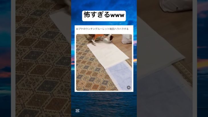 これはハラハラするわwww #shorts #おもしろ #犬 #ペット #ルーレット