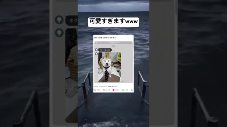 犬の表情がいいwww #shorts #おもしろ #犬 #ペット #仕事