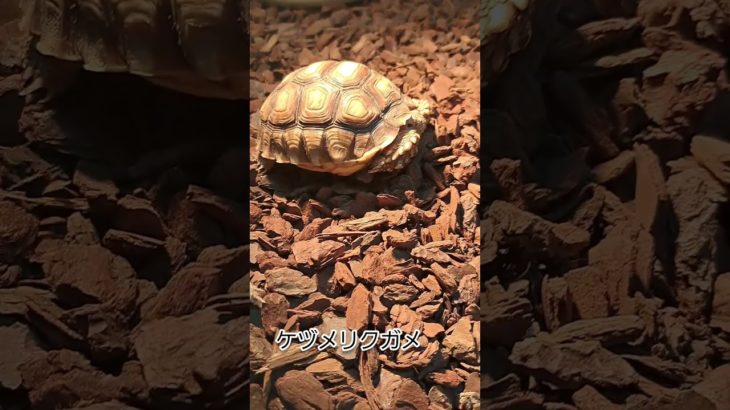 ペット紹介第2弾#カブトニオイガメ #ロシアリクガメ #ケヅメリクガメ #アカハライモリ#チャグロサソリ　　　　　　　　