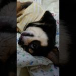 モナカちゃん2 #犬　#チワワ　#愛犬　#生き物　#生物　#ペット　#PET　#shorts  #short