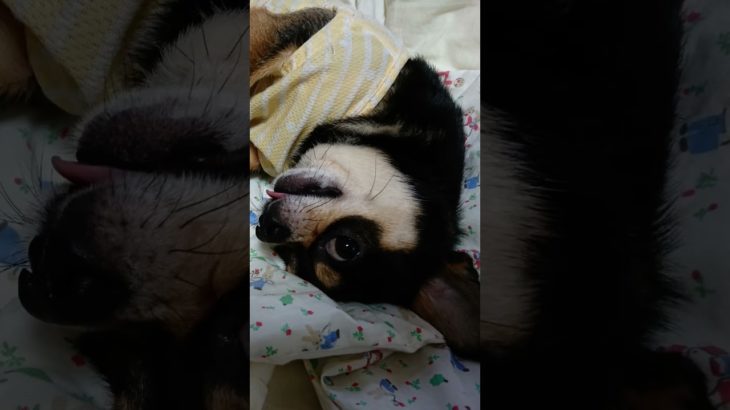 モナカちゃん2 #犬　#チワワ　#愛犬　#生き物　#生物　#ペット　#PET　#shorts  #short