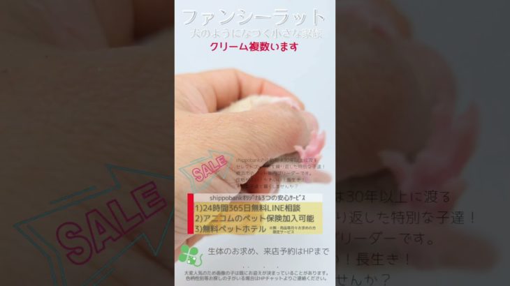 2025.05.07up #ファンシーラット クリームブリッスルダンボ 雄 横浜市のペット専門ネズミブリーダー　お問い合わせ・来店予約はHP、050-5371-8621