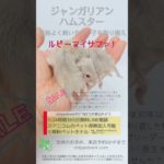 2025.05.14up #ジャンガリアンハムスター ルビーアイサファ 雄 横浜市のペット専門ネズミブリーダー　お問い合わせ・来店予約はHP、050-5371-8616