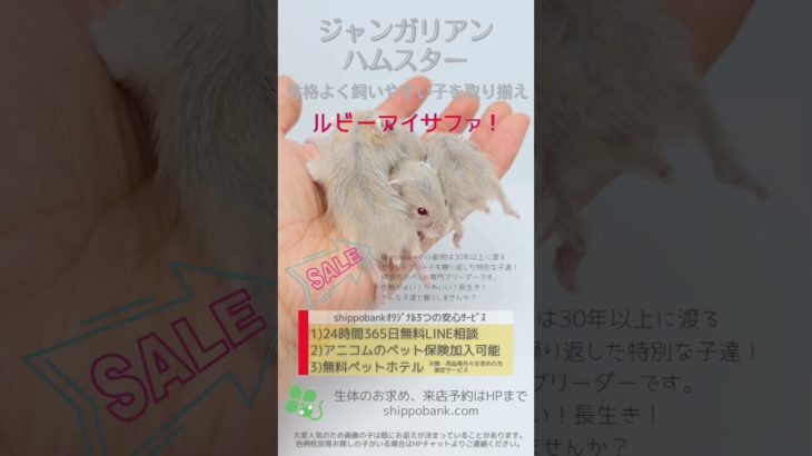 2025.05.14up #ジャンガリアンハムスター ルビーアイサファ 雄 横浜市のペット専門ネズミブリーダー　お問い合わせ・来店予約はHP、050-5371-8616