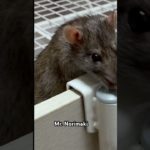 2025.5.7 #rat #animals #かわいい #癒し #pets #動物 #可愛い #家族 #ペット