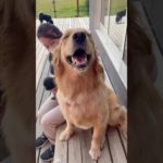 ベンチが好きなさくくん❤️ #20250522おうちホテル#ペットホテル#ケージフリー#静岡県袋井市 #ワンコワークス#大型犬#小型犬#中型犬#犬のいる暮らし#イヌバーシティ