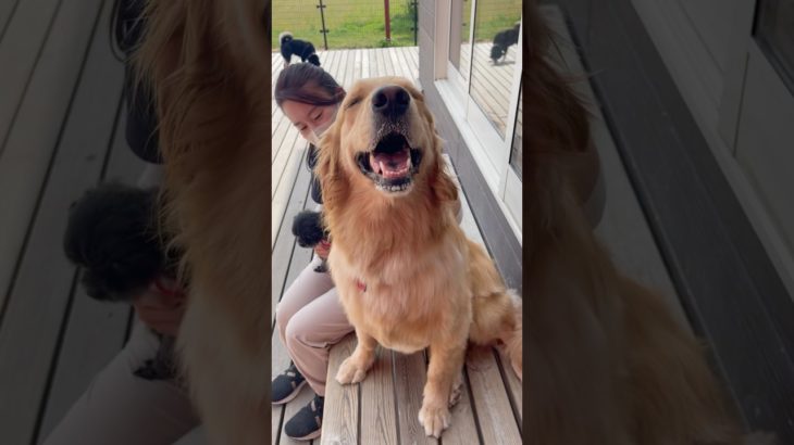 ベンチが好きなさくくん❤️ #20250522おうちホテル#ペットホテル#ケージフリー#静岡県袋井市 #ワンコワークス#大型犬#小型犬#中型犬#犬のいる暮らし#イヌバーシティ