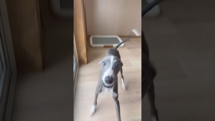 元気いっぱいルドウィークくん💙#20250526おうちホテル#ペットホテル#ケージフリー#静岡県袋井市 #ワンコワークス#大型犬#小型犬#中型犬#犬のいる暮らし#イヌバーシティ