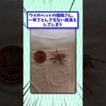 ワイのペットの蜘蛛さん、一年でとんでもない成長をしてしまう＃2ch面白いスレ＃2chまとめ