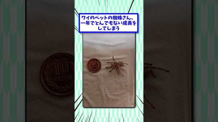 ワイのペットの蜘蛛さん、一年でとんでもない成長をしてしまう＃2ch面白いスレ＃2chまとめ