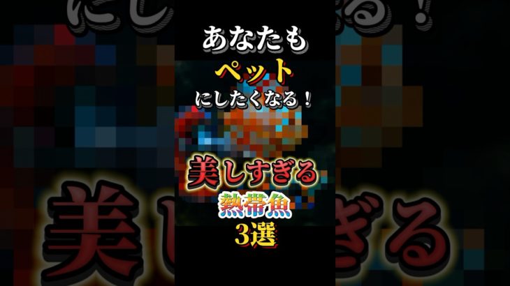 あなたもペットにしたくなる！美しすぎる熱帯魚3選