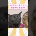 ペットがドクターに言われた衝撃的な言葉31