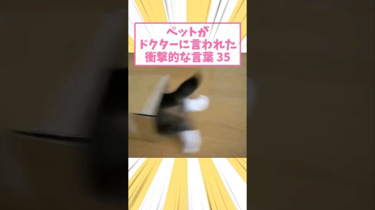 ペットがドクターに言われた衝撃的な言葉35