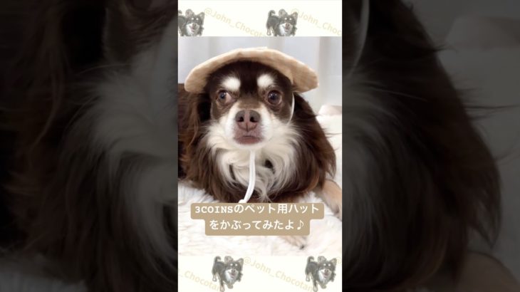 スリコのペット用ハットをかぶってみたよ #スリコ #3coins #ペット