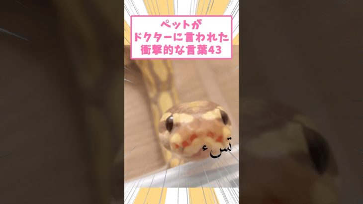 ペットがドクターに言われた衝撃的な言葉43