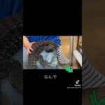 ワイルドファミリーの日常〜B＆Ｗテグー〜 #爬虫類 #かわいい #ペット