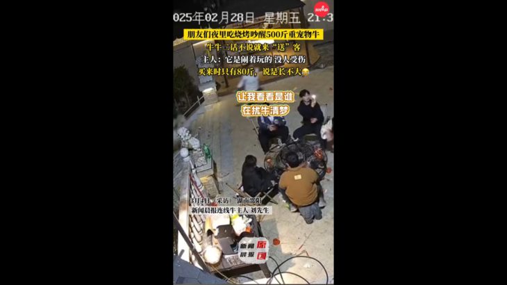 【動物】うるさすぎる！夜中のBBQにキレた250kgのペット牛、怒りの体当たりで来客たちを吹っ飛ばす⁉2025030716