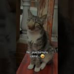Burnunu Sokma🥰 #shorts #pati #pet #pets #cat #bee #love #nature #keşfet #reels #viral #tt @endogaltv