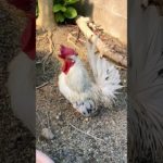 クークー鳴くにわとり　Cooing rooster#ニワトリ #チャボ #ペット #backyardchickens #chicken #癒し