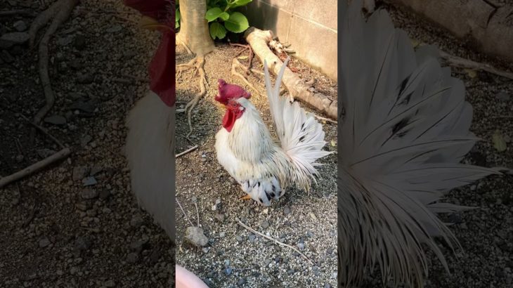 クークー鳴くにわとり　Cooing rooster#ニワトリ #チャボ #ペット #backyardchickens #chicken #癒し