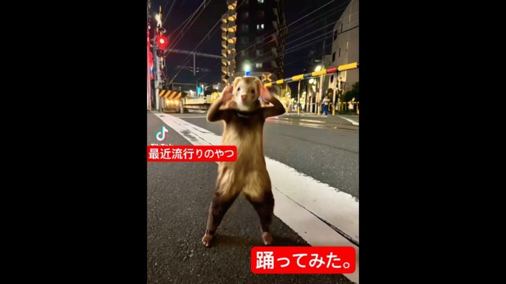 🦡🦡Dancing ferret🦡🦡 #ferret #ferretbaby #フェレット #癒し #小動物 #ペット
