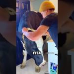 ELE TEM UMA VACA DE ESTIMAÇÃO 😱