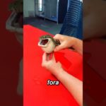 Essa Cobra Cometeu Um Grande Erro 😨 #shorts #cobra #pet #amor