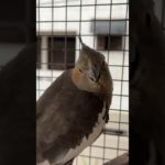 Kavy Ke Nest ki Jagah Badli | Daily Pet Vlogs #parrot #cockatiel