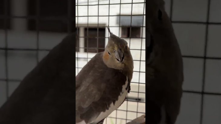 Kavy Ke Nest ki Jagah Badli | Daily Pet Vlogs #parrot #cockatiel
