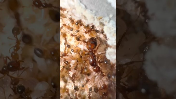 MY Pet Fire Ant QUEEN!!